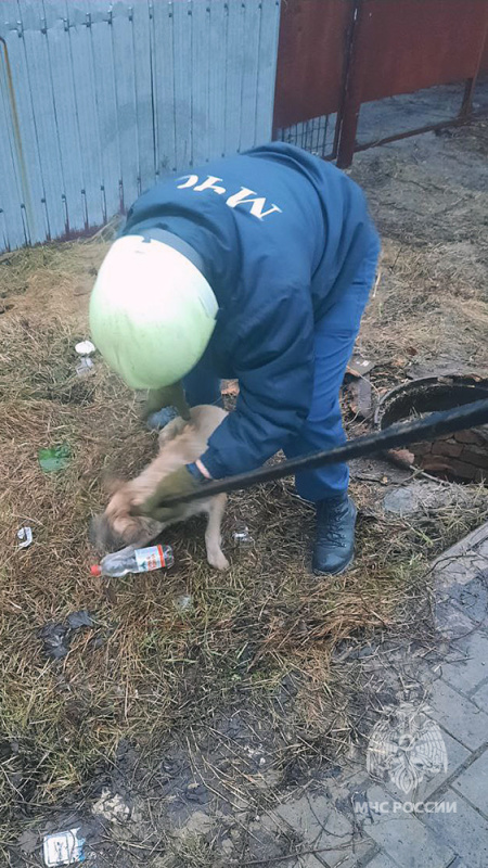 В Петровском районе Донецка сотрудники МЧС спасли собаку упавшую в водопроводный колодец